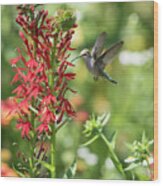 Rubythroated Hummingbird 2016-3 Wood Print