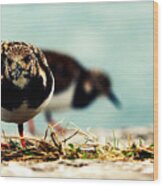 Ruddy Turnstone Seabird Wood Print