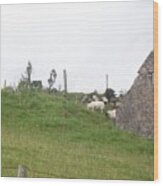 Grazing Sheep By Ruins In The Highlands Of Scotland Wood Print