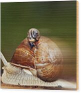 Runaway Snail Wood Print