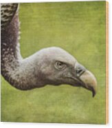 Ruppell's Vulture Gyps Rueppellii Wood Print