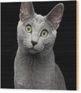 Russian Blue Cat With Amazing Green Eyes On Isolated Black Backg Wood Print