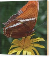 Rusty Tipped Page Jardin Botanico Del Quindio Colombia Wood Print