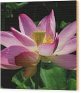 Sacred Lotus #2 Wood Print