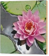 Sacred Lotus Wood Print