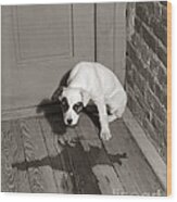 Sad Puppy Being House Trained, C.1950s Wood Print