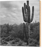 Saguaro Cactus Wood Print