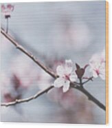 Sakura #189 Wood Print