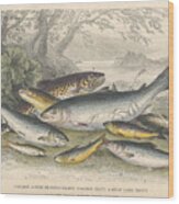 Salmon And Trout Wood Print
