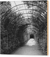 Salzburg Vine Tunnel - By Linda Woods Wood Print