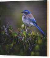 San Diego Bluebird Wood Print