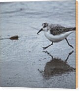 Sanderling Running On Beach Wood Print