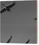 Sandhill Crane In Flight Wood Print