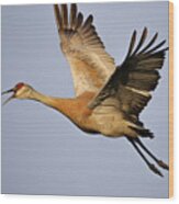 Sandhill Crane In Flight Wood Print