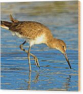 Sandpiper Hunting Wood Print