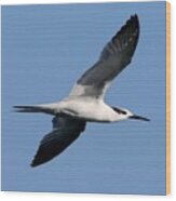 Sandwich Tern In Flight Vector Wood Print