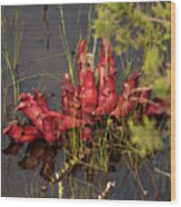 Sarracenia Bug Bat Plant Wood Print