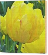 Sassy Yellow Tulip Wood Print