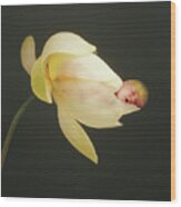 Savanna In A Lotus Flower Wood Print