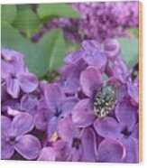 Scarab On Purple Lilac Wood Print