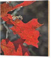 Scarlet Autumn Wood Print