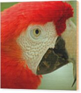 Scarlett Macaw South America Wood Print