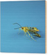Scorpion Fly Walking By Wood Print