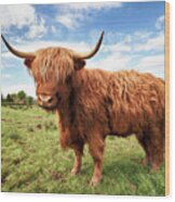 Scottish Highland Cow - Trossachs Wood Print