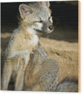 Scratching Gray Fox Wood Print