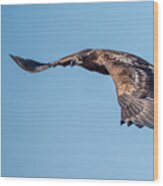 Sea Eagle Wood Print