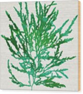 Sea Kelp Seaweed Art Odonthalia Dentata Wood Print