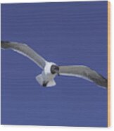 Sea Gull On The Wing Wood Print