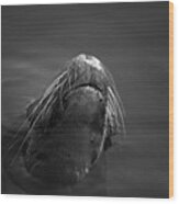 Sea Lion V Bw Wood Print