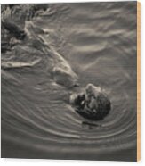 Sea Otter Iii Toned Wood Print