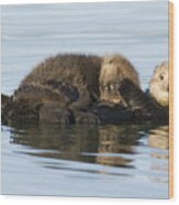 Sea Otter Mother And Pup Elkhorn Slough Wood Print