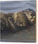 Sea Otter Mother With Pup Monterey Bay Wood Print