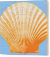 Sea Shell-orange-blue Wood Print