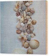 Sea Shells 1 Wood Print