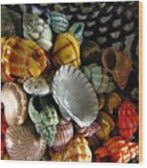 Sea Shells Wood Print