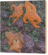 Sea Stars And Anemones Wood Print