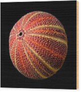 Sea Urchin 2 Wood Print