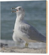 Seagull On Lake Erie Beach Wood Print