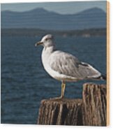 Seagull Rest Wood Print