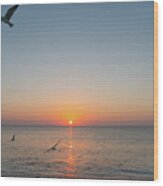 Seagull Soars Sunrise Delray Beach Florida Wood Print