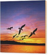 Seagull Sunset Wood Print