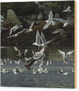 Seagulls-signed-#2728 Wood Print