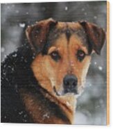 Search And Rescue Dog Wood Print