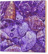 Seashells Abstract In Violet Wood Print