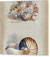 Seashells Murex And Nautilus Wood Print