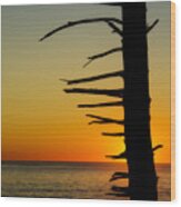 Seaside Tree Branch Sunset 2 Wood Print